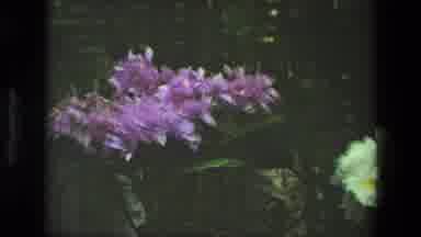 Iran (1972): Camera Pans Over Beautiful And Colorful Flowers In A Garden
