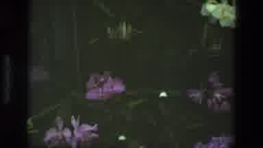 Iran (1972): Multiple Flowering Bushes Lavender Purple White Arboretum Labels