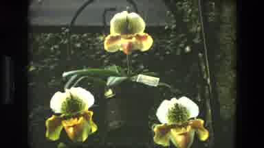 Iran (1972): A Variety Of Beautiful Colored Flowers Together