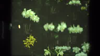Iran (1972): Beautiful Tropical Flowers From The Hawaiian Rainforest Films This
