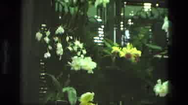 Iran (1972): Vintage Video Showing A Room Looking Like A Botanical Garden With
