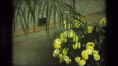 Iran (1972): Flowers At Memorial