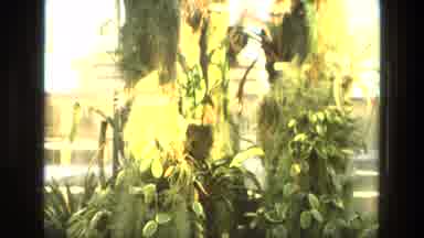 Iran (1972): Garden View Of With Tropical Plants And Flowers In Prepared Spot