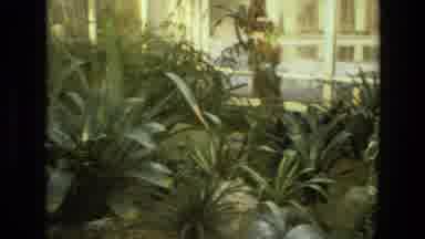 Iran (1972): Indoor Shots Of Plants And Greenery With Vintage And Cinematic Film