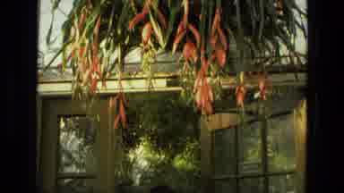 Iran (1972): Come Visit Our Tropical Lineup Of Some Of The Most Beautiful Tropical