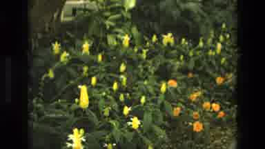 Iran (1972): Old Video Of The Inside Of A Large Greenhouse In A Botanical Garden