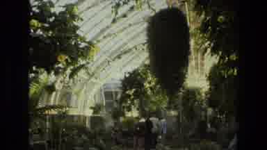Iran (1972): View Of Plant With Red Flowers Blooming Inside Large Greenhouse On A