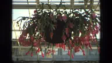 Iran (1972): Christmas Cactus In Bloom And Another Type Of Flowering Plant
