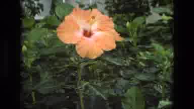 Iran (1972): Garden View Of Hibiscuses