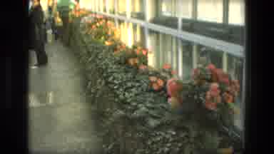 Iran (1972): A View Of A Greenhouse