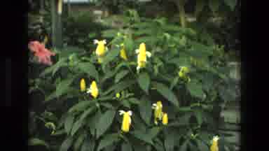 Iran (1972): A Pink Flower Growing In A Garden Followed By Some Other Yellow