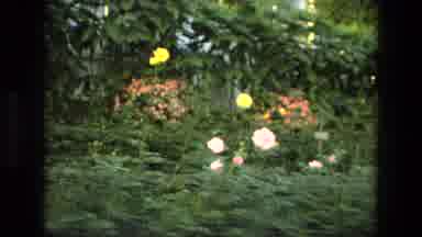 Iran (1972): A Nice Floral Garden Full Of Roses Yellow And Orange On A Sunny Day
