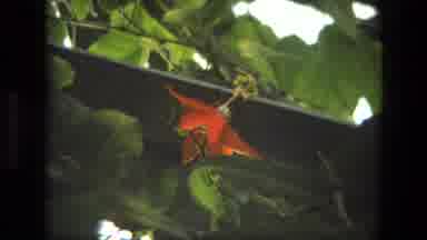 Iran (1972): Red Flowers Blooming In Garden On A Bright Sunny Day