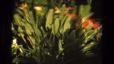 Iran (1972): People Walking A Path Lined With Warm Climate Flowers Indoors With A