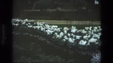 Iran (1972): Beautiful Flowering Pond And Garden For All The People To Enjoy