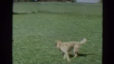 Branson Missouri USA (1968): Dog Plays Outdoors On The Grass On A Sunny Day And
