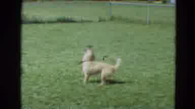 Branson Missouri USA (1968): Man Wearing White Shirt Sprays Brown Dog With Water