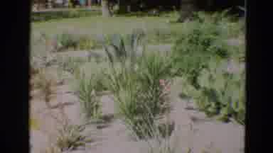 Branson Missouri USA (1968): Small Garden Of Wonder