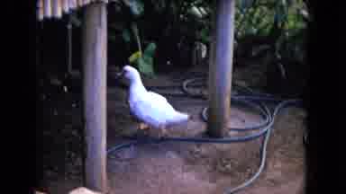 Honolulu Hawaii (1968): A Wild Ground Area In Hawaii With People And Animals