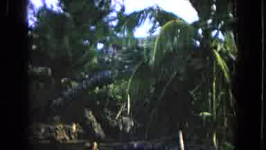 Honolulu Hawaii (1968): A Wonderful Vintage Jungle Like Oasis Filled With Palms