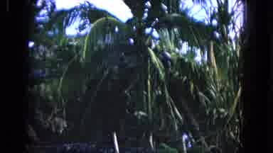 Honolulu Hawaii (1968): Tropical Paradise With Tourists Palm Trees Blowing In The