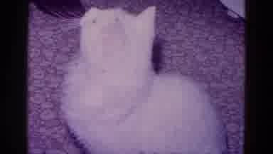 Minnesota USA (1968): Cat Sits On The Floor And Looks Up To Watch Woman