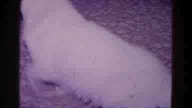 Minnesota USA (1968): Cat Investigates In Kitchen