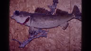Minnesota USA (1968): Dead Fish On The Table
