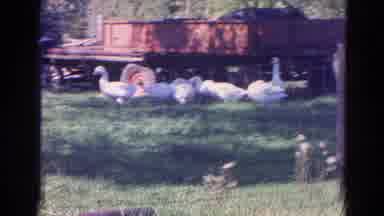 Wauconda Illinois USA (1968): Farm Of The Birds And Domestic Animals Living