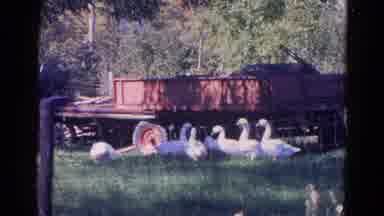 Wauconda Illinois USA (1968): Small Flock Of White Geese Grazing In Front Of Farm