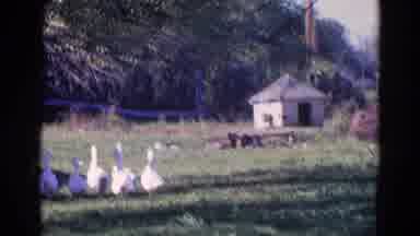 Wauconda Illinois USA (1968): Farming On The Land Where Animals Live
