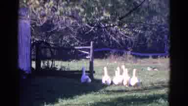 Wauconda Illinois USA (1968): Flock Of Birds Walking Away From Camera And