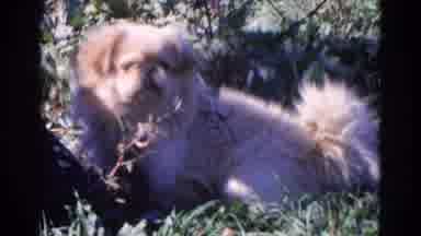 Wauconda Illinois USA (1968): The Puppy Is Looking Forward To Playing Outside With