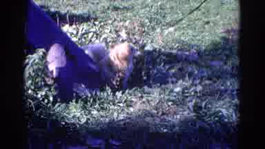 Wauconda Illinois USA (1968): Pekingese Dog On Leash In Grassy Area On Sunny Day