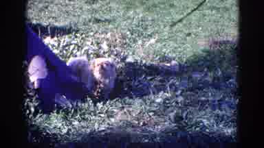 Wauconda Illinois USA (1968): Pekingese Dog On Leash In Grassy Area And Flock Of