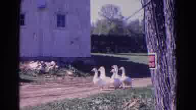 Wauconda Illinois USA (1968): Waddling Of Six White Ducks Along Farm Path Sunny