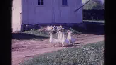 Wauconda Illinois USA (1968): Seven White Ducks Roaming On The Road Towards The
