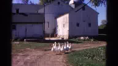 Wauconda Illinois USA (1968): A Group Of Swans Walking Around The Houses In The