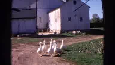 Wauconda Illinois USA (1968): Flock Of White Birds Milling Around On Dirt Path