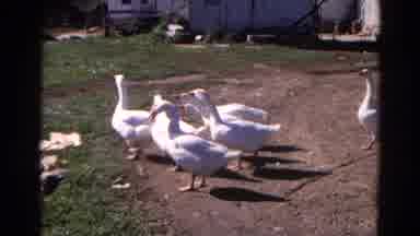 Wauconda Illinois USA (1968): A Group Of Ducks Walking In A Field