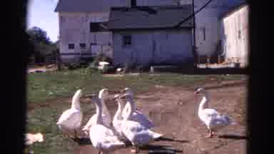 Wauconda Illinois USA (1968): A Gaggle Of Geese Outside Of A Farm On A Very Sunny