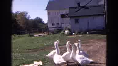 Wauconda Illinois USA (1968): Ducks Walking In Field And View Of Cars Driving Down