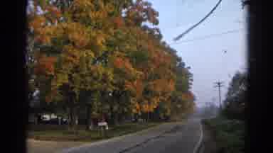 Wauconda Illinois USA (1968): A View Of A Very Large Tree Full Of Fall Colored