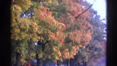 Wauconda Illinois USA (1968): Trees In Autumn Colors Line A Road As A Fine Mist