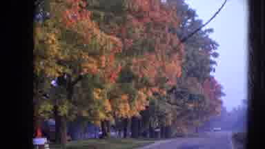 Wauconda Illinois USA (1968): Zooming In On Trees Along Side Of A Road Or Street