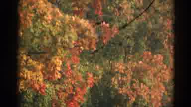 Wauconda Illinois USA (1968): Camera Captures The Fall Foliage As The Leaves