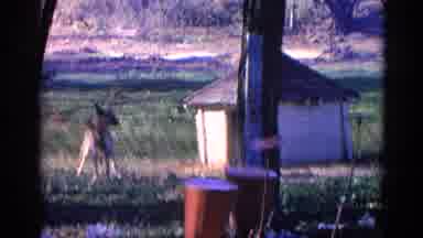 Wauconda Illinois USA (1968): A Dog Playing At Old Beautiful Automobile Garage And