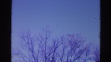 Wauconda Illinois USA (1968): Camera Captures The Sky And Bare Trees Reaching
