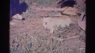 Wauconda Illinois USA (1968): Shots Of Small Fluffy Beige And White Dog Laying In
