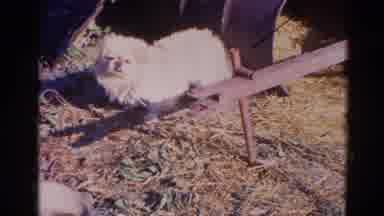 Wauconda Illinois USA (1968): White Dog On Rope Leash Tied In A Yard Next To Metal